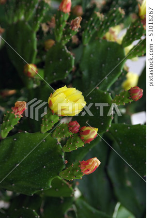 仙人掌花和芽b 仙人掌花和芽b 51018267