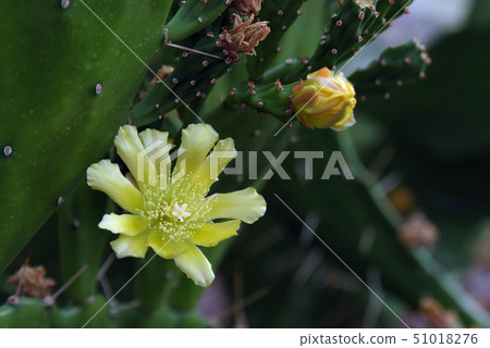Cactus flower and bud c 51018276