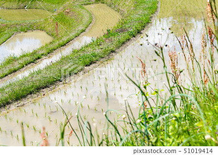 Kamogawa Oyama Senjita 51019414