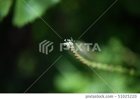 Plantagon花 51025220