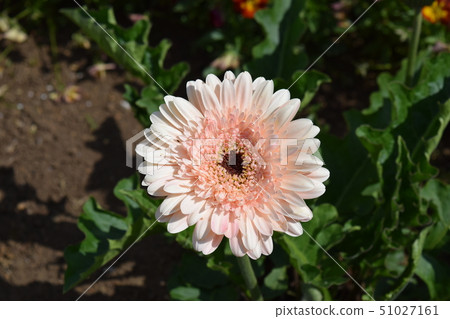 粉紅色的菊花 粉紅色的菊花 51027161