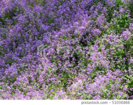 日本蘿蔔花/小宮公園 日本蘿蔔花/小宮公園 51030866