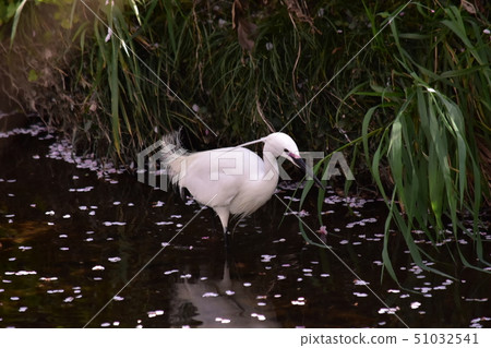 Little Egret of marriage color small. Little Egret of marriage color small. 51032541