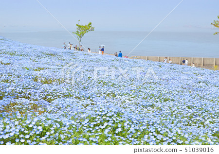 滿天星鮮花盛開的大阪舞島海濱公園的風景 51039016