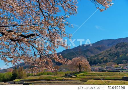 Sakura Takeda Sakai Shrine 51040296