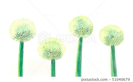 Green onion shaved 51040679