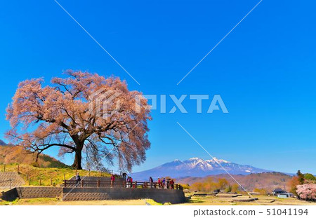 櫻花 櫻花 51041194