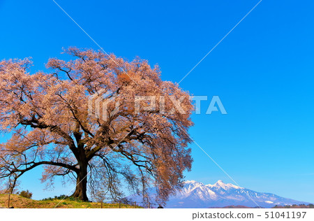 櫻花 櫻花 51041197