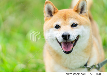 Shiba Inu狗在綠色背景國內狗日本狗一般狗步行戲劇 Shiba Inu狗在綠色背景國內狗日本狗一般狗步行戲劇 51046818