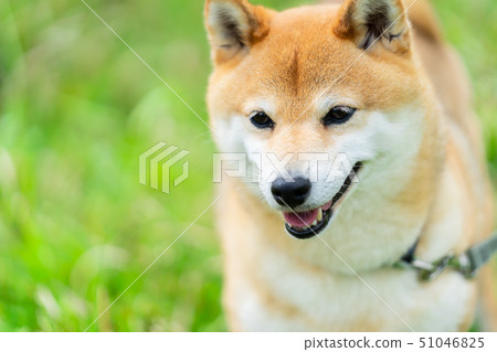Shiba Inu狗在綠色背景國內狗日本狗一般狗步行戲劇 Shiba Inu狗在綠色背景國內狗日本狗一般狗步行戲劇 51046825
