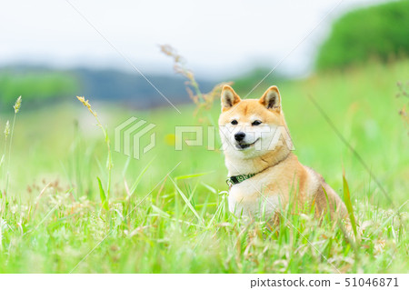 Shiba Inu狗在綠色背景國內狗日本狗一般狗步行戲劇 照片素材 圖片 圖庫