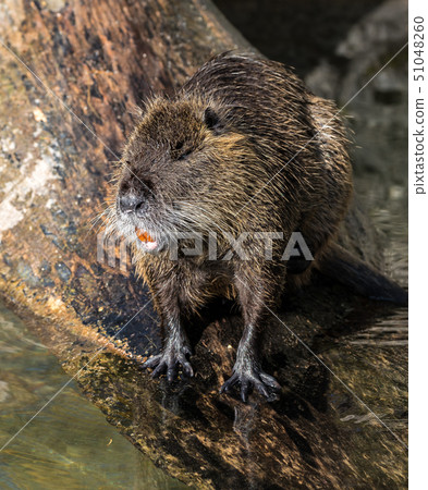 Coypu, Myocastor coypus, also known as river rat or nutria Coypu, Myocastor coypus, also known as river rat or nutria 51048260