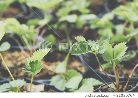 Strawberry seedling or sapling in garden 51050764