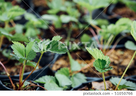 Strawberry seedling or sapling in garden 51050766