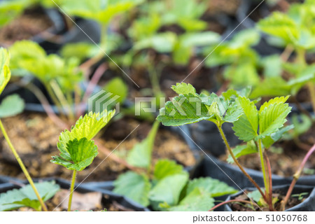 Strawberry seedling or sapling in garden Strawberry seedling or sapling in garden 51050768
