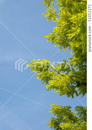 生動的新綠色和藍天拷貝空間 51052271