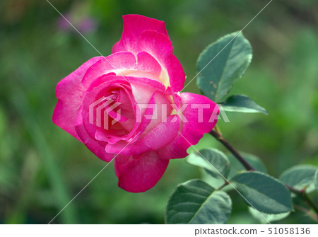 Large lush pink rose on a high stalk with green le Large lush pink rose on a high stalk with green le 51058136