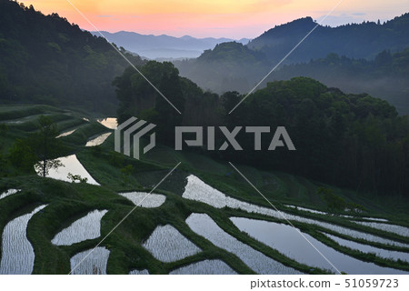 Oyama Senmaida in the morning [Kamogawa City, Chiba Prefecture] Immediately after planting rice 51059723
