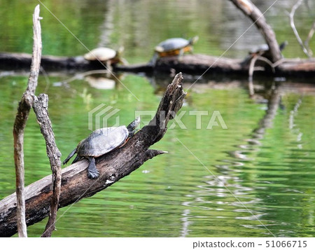 “紅海龜”的貝類 51066715