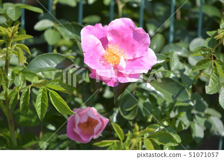 在春天的藍天照耀的王子玫瑰園 在春天的藍天照耀的王子玫瑰園 51071057