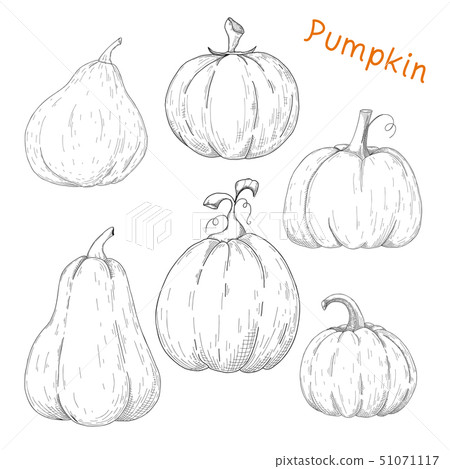 Set of pumpkins isolated on white background. - Stock Illustration ...