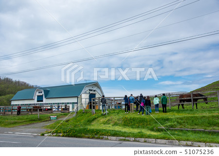 Hokkaido Thoroughbred Ginza Tourists visiting horses Hokkaido Thoroughbred Ginza Tourists visiting horses 51075236