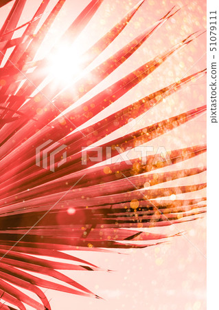 Branches of palm tree toned in living coral Branches of palm tree toned in living coral 51079111