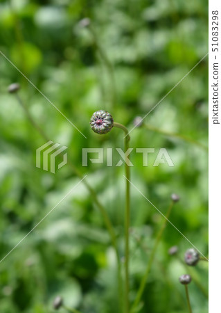 Single-flowered sawwort Single-flowered sawwort 51083298