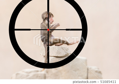 Hunting a baby baboon Hunting a baby baboon 51085411