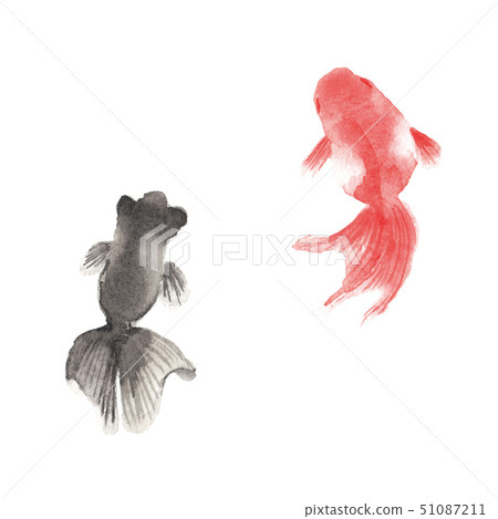 金魚水彩插圖 51087211