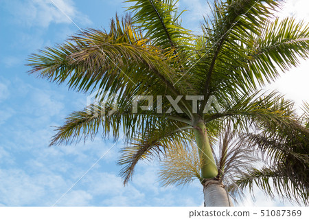 Blooming palm tree and a cloudy sky 51087369