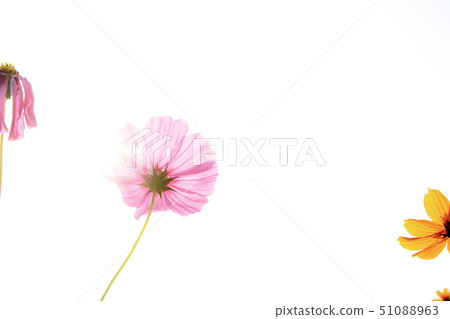 Pink cosmos at sunlight. 51088963