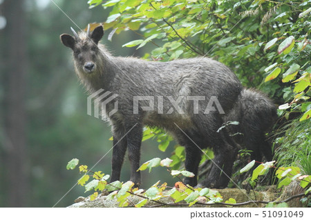 日本血統 日本血統 51091049