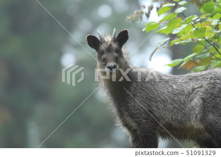 Japanese serow 51091329