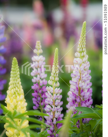 Lupine field of Sayo Town 51091989