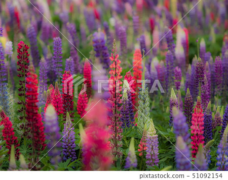 Lupine field of Sayo Town Lupine field of Sayo Town 51092154