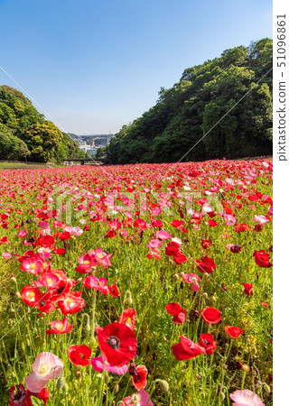 Kurihama flower country poppy Kurihama flower country poppy 51096861