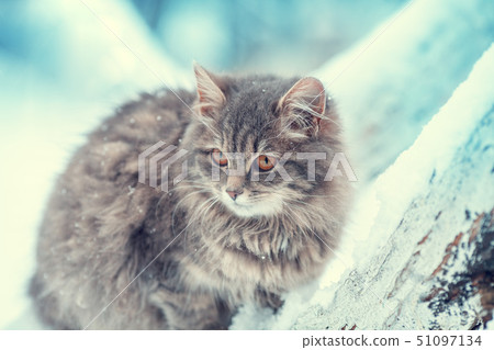Gray Siberian cat sits on a tree in the winter Gray Siberian cat sits on a tree in the winter 51097134