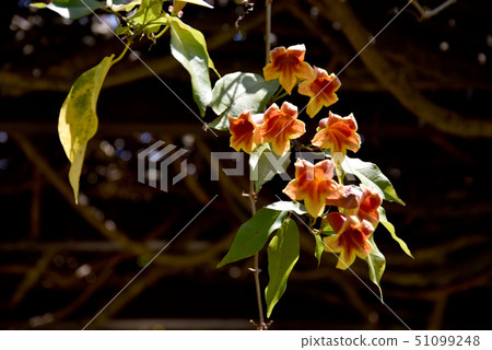 Tsurigane Kazura 51099248