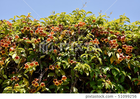 Tsurigane Kazura 51099256