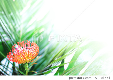 Bright red tropical flower among fresh palm leaves 51101331