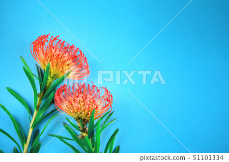 Two red tropical flowers laying on blue background 51101334