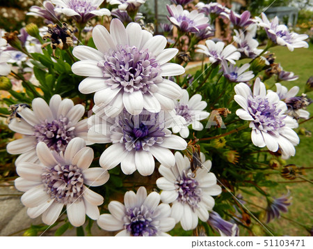 琵琶湖Otsukan英國庭院Osteospermum 琵琶湖Otsukan英國庭院Osteospermum 51103471