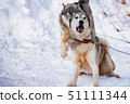 Close up playful Husky dogs used for sledding in snowy Russian city 51111344