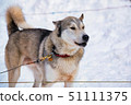 Close up beautiful Husky dog used for sledding in snowy Russian city 51111375