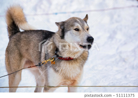 Close up beautiful Husky dog used for sledding in snowy Russian city 51111375