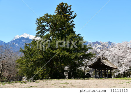 Hakushu-cho, Hokuto City, 600 years old (estimated), large Kaya flower Hakushu-cho, Hokuto City, 600 years old (estimated), large Kaya flower 51111515
