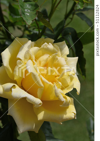 Rose (Tianjin maiden) 51112824