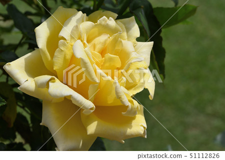 Rose (Tianjin maiden) Rose (Tianjin maiden) 51112826