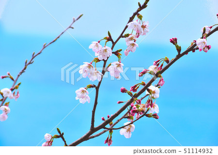 Cherry blossoms blooming in the sea, Yamaguchi Cherry blossoms blooming in the sea, Yamaguchi 51114932